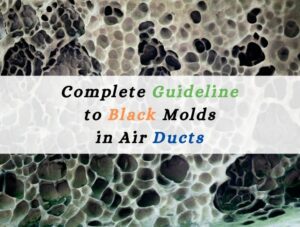 Complete Guideline to Black Molds in Air Ducts